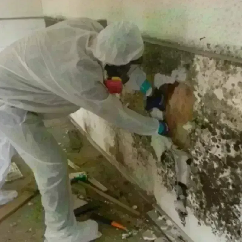 Mold Remediation and Removal in Newtown Grant, PA